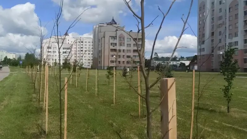 маладыя дрэвы