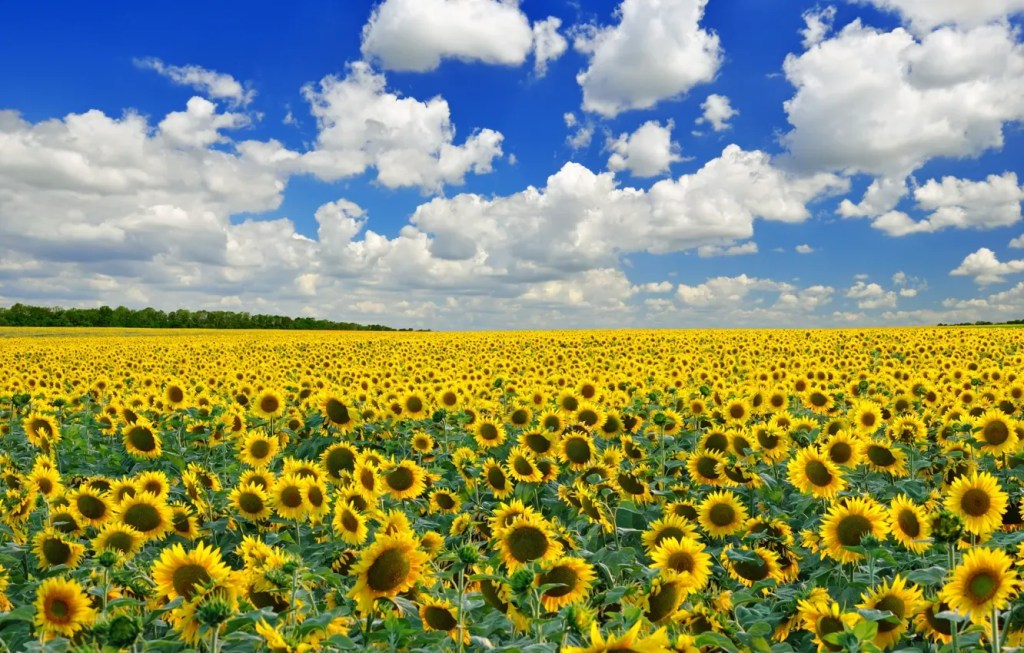 сланечнікі
